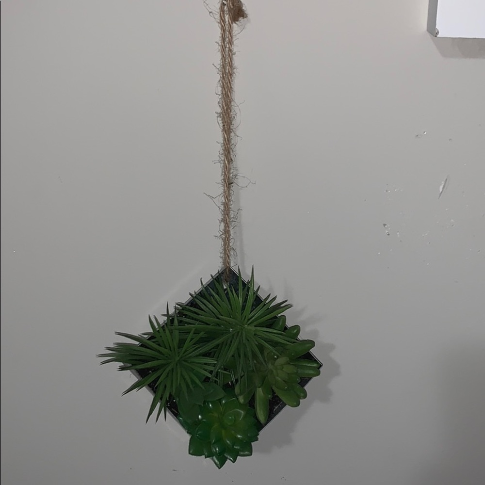 Wall hanging plants